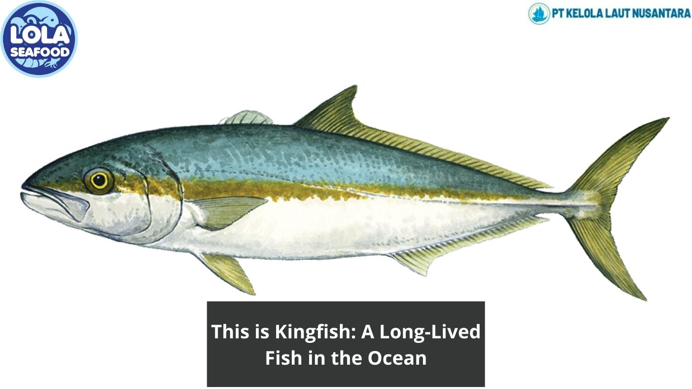 This is Kingfish: A Long-Lived Fish in the Ocean